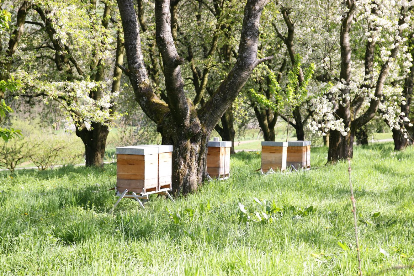 "Wir sind Wanderimker", sagt Stefan Kumm. Die Bienenstöcke werden über den Sommer zu den jeweils blühenden Pflanzen transportiert.