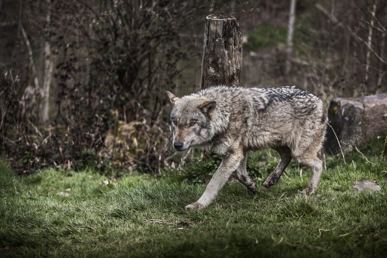 wolf im Tierpark schwarzwald ausflugsziel abenteuer Familie