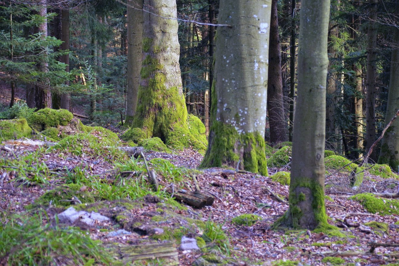 Idyllischer Mischwald mit teils mächtigen Bäumen.