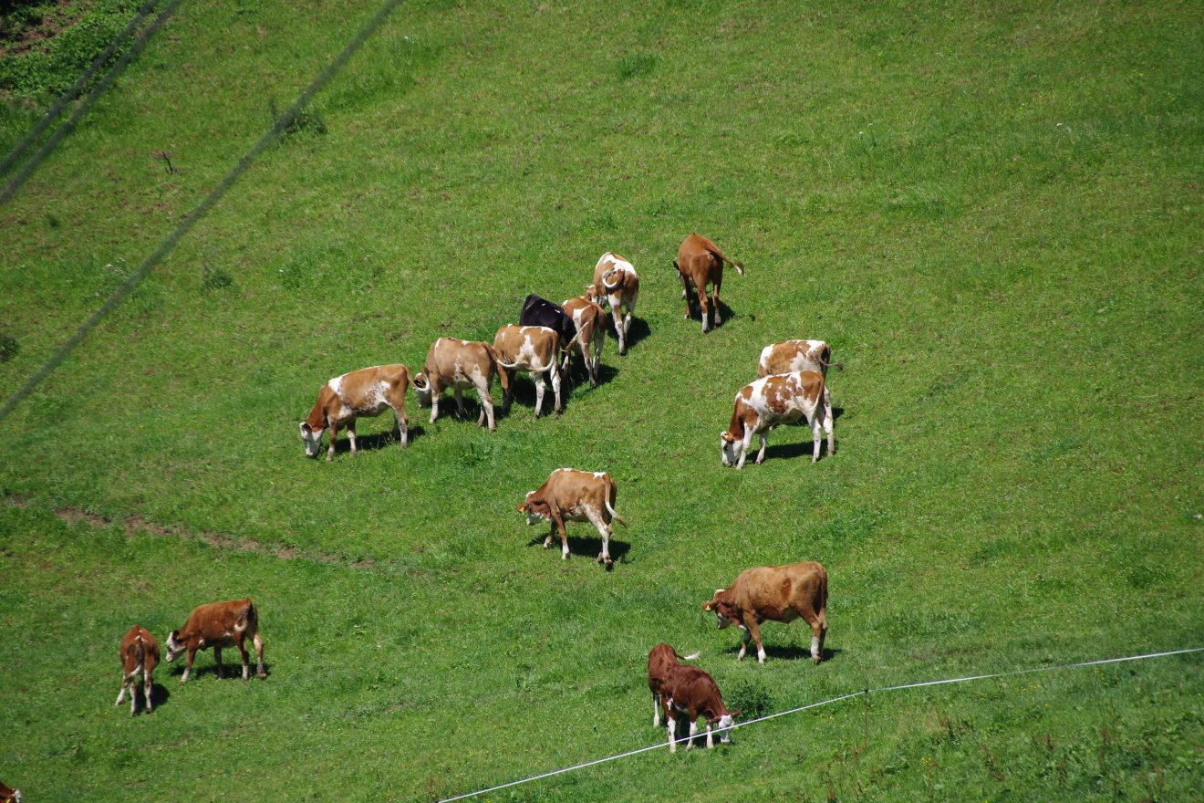Kühe bei Prinzbachs Nachbar