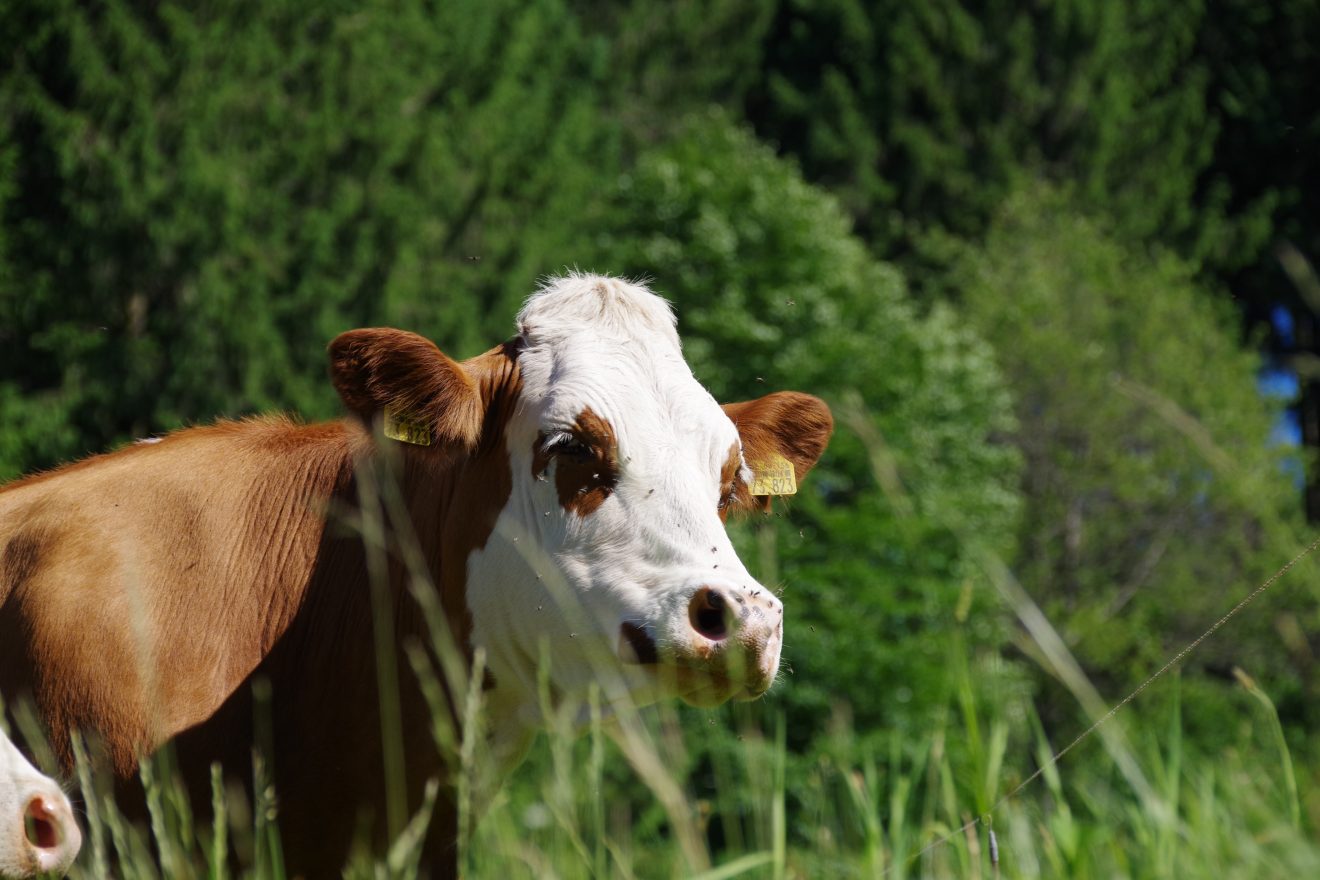Prinzbachhof - Kuh auf der Weide
