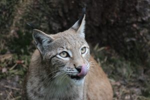 Der eurasische Luchs (Lynx lynx) ist die einzige Luchsart in Europa.