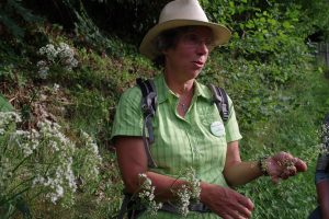 Kräuterwanderung über den Dächern von Schiltach: Monika Wurft mit Labkraut