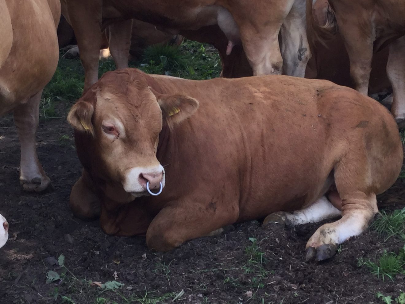 Limousin-Rinder auf dem Bioland-Bauernhof Reiser