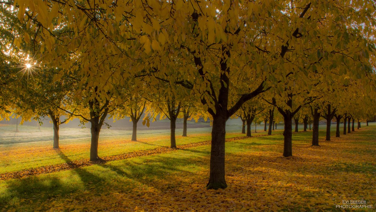 Naturpark Schwarzwald Blog, Wallpaper, Kirschbäume mit Herbstlaub in Bühl, Bild: Evi Seeger