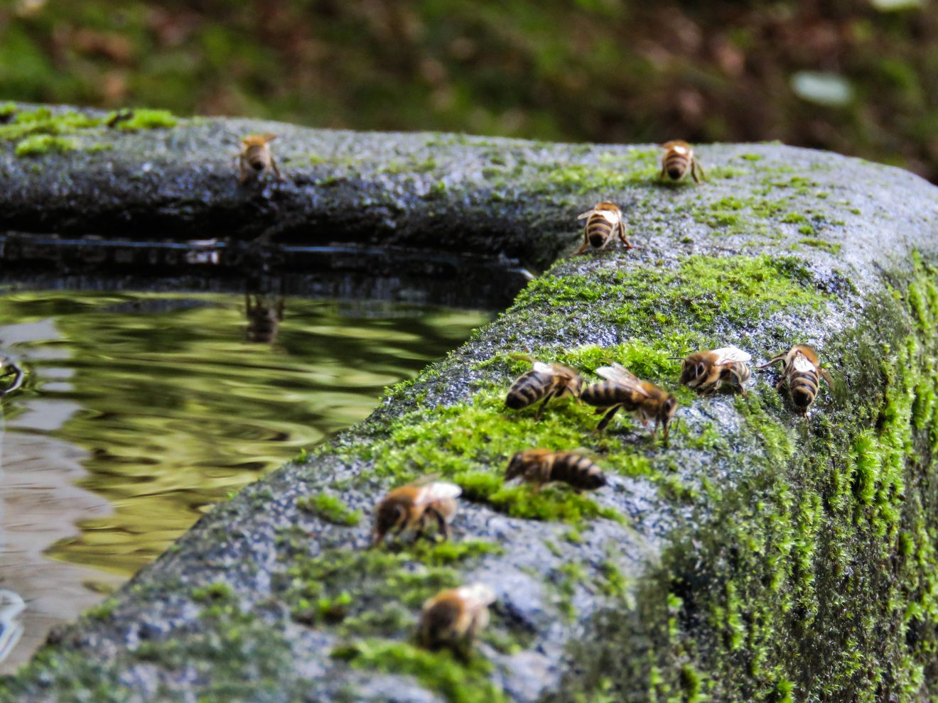 Bienen am Brunnen, Schweighausen/Schuttertal Copyright Helena Kälble