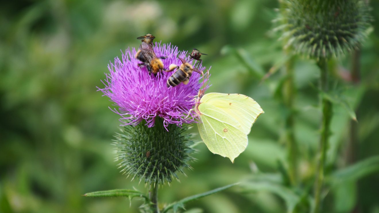 Bienen und Schmetterling auf Distelblüte. Copyright Helmut Pfisterer