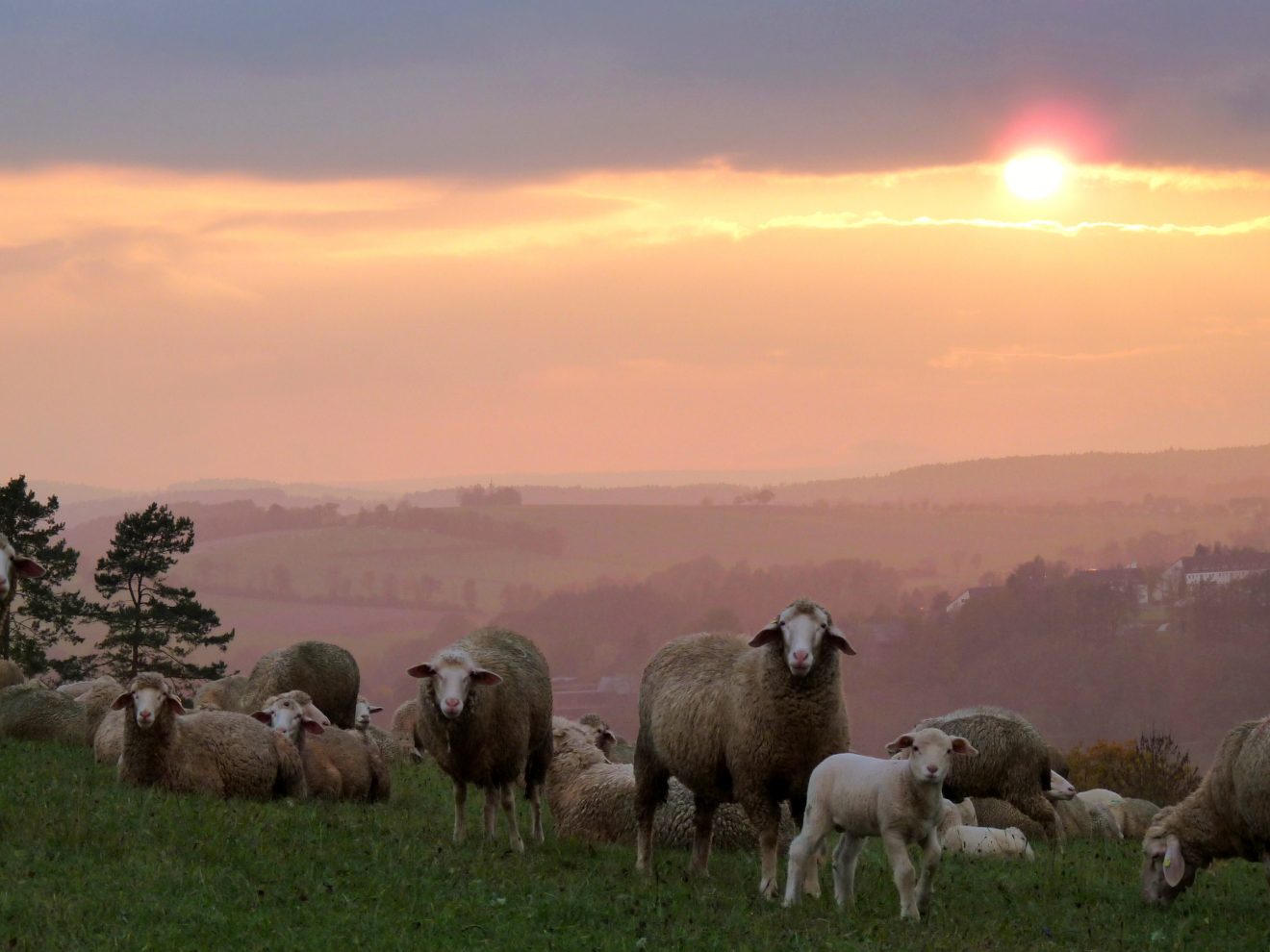 Schafe auf dem Wächtersberg bei Wildberg. Copyright Werner Hiesinger