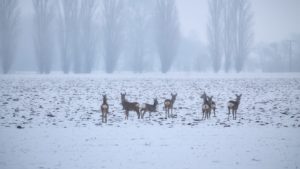 Wie Wildtiere im Winter überleben