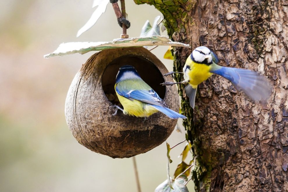 Vögel füttern im Winter ja oder nein? Wenn ja, dann richtig.