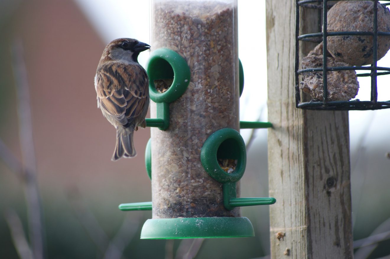 Vogelhaus - Vögel füttern im Winter