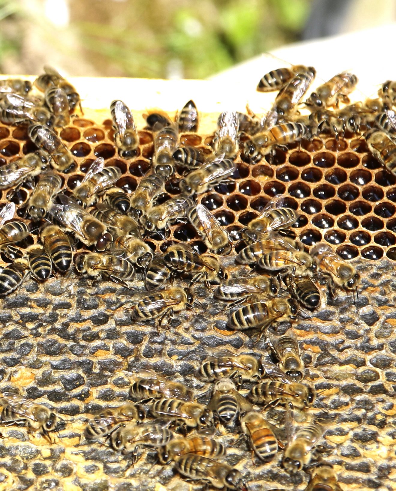 Bienen im Winter bei Cum Natura
