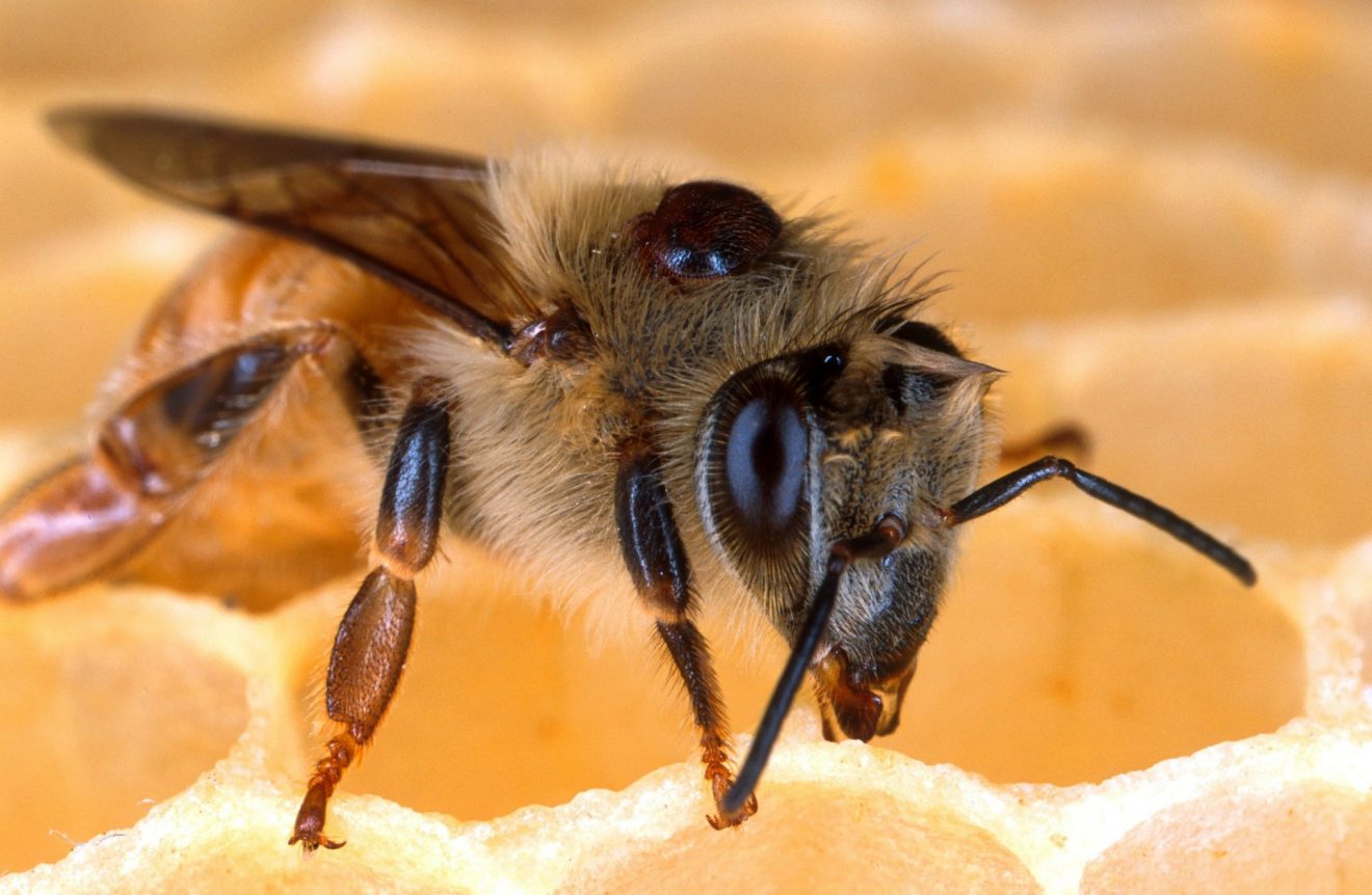Bienen im Winter bei Cum Natura