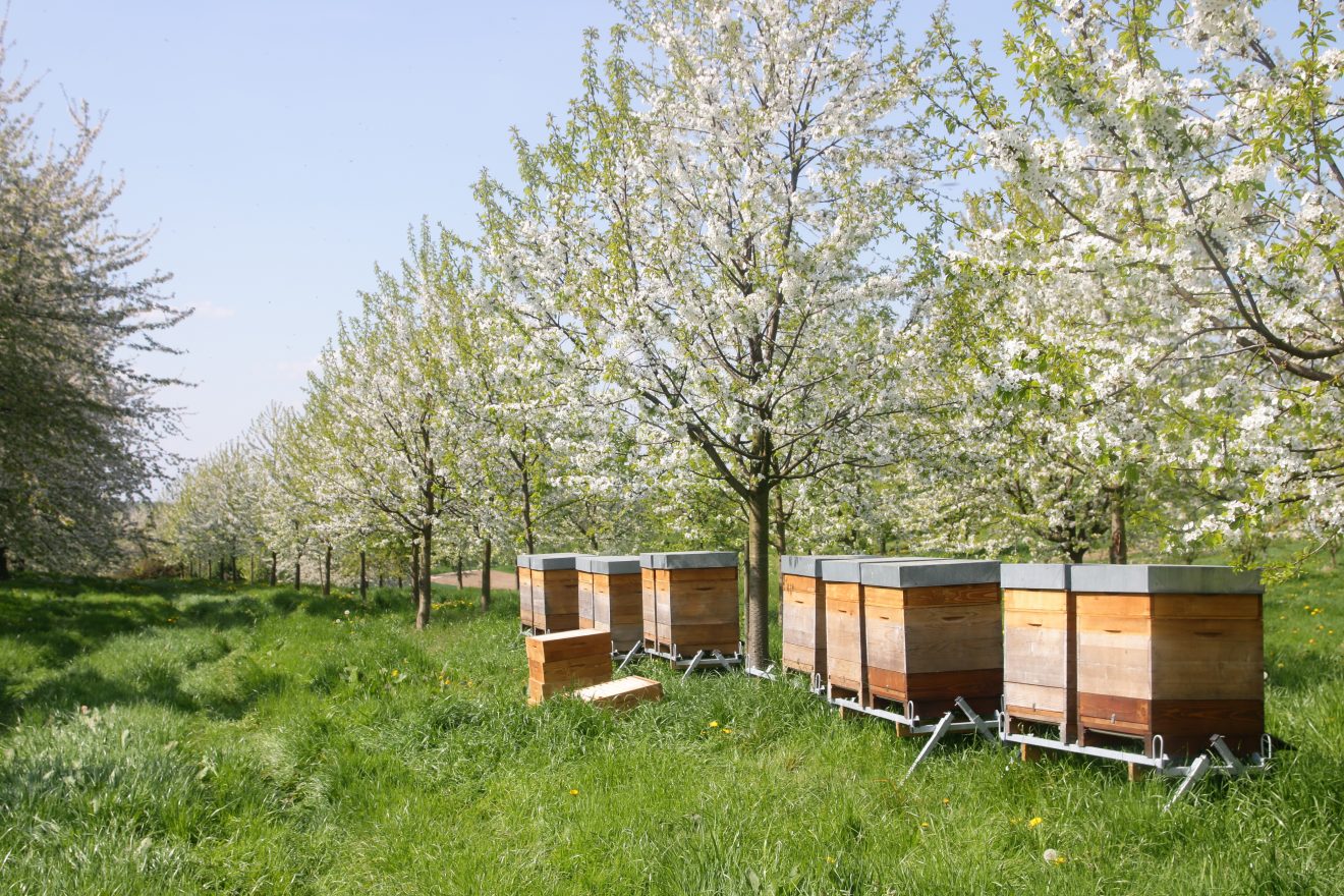 Naturpark-Honig von Cum Natura