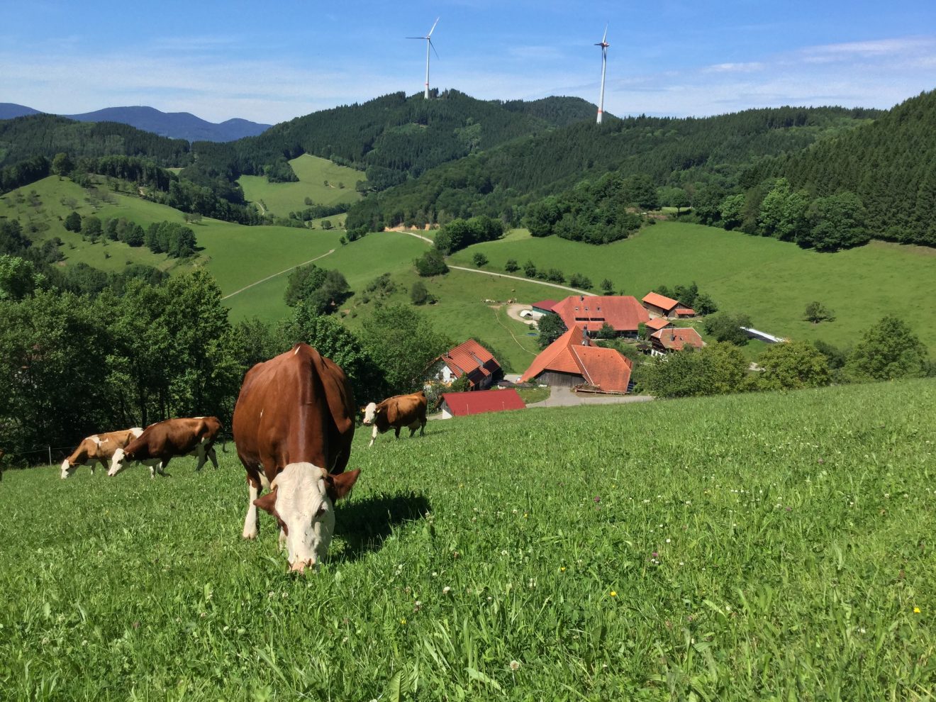 On-Pack-Promoton Schwarzwaldmilch und Naturpark-Wirte