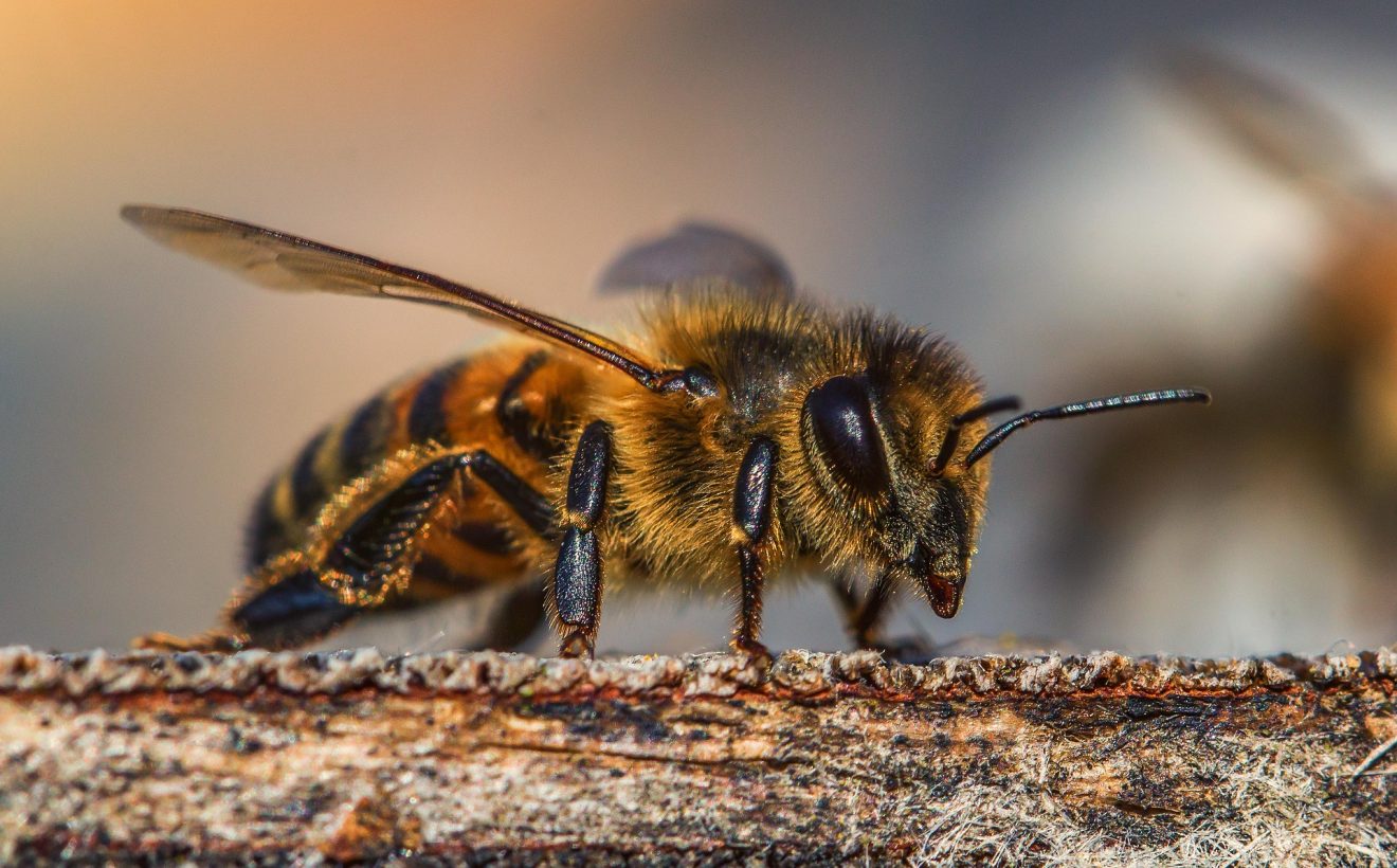 Bienenschutz bei badenova