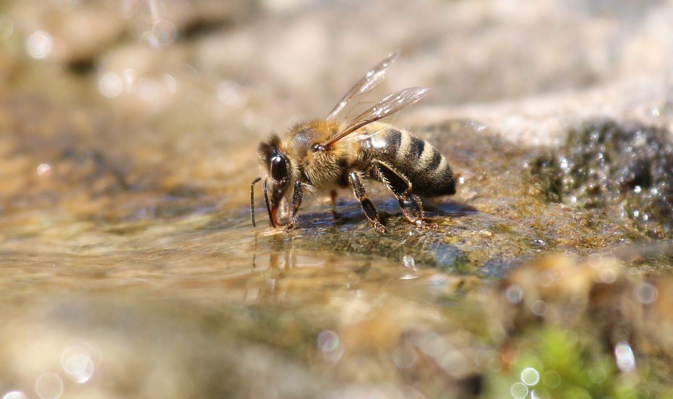 Gebt den Bienen Wasser
