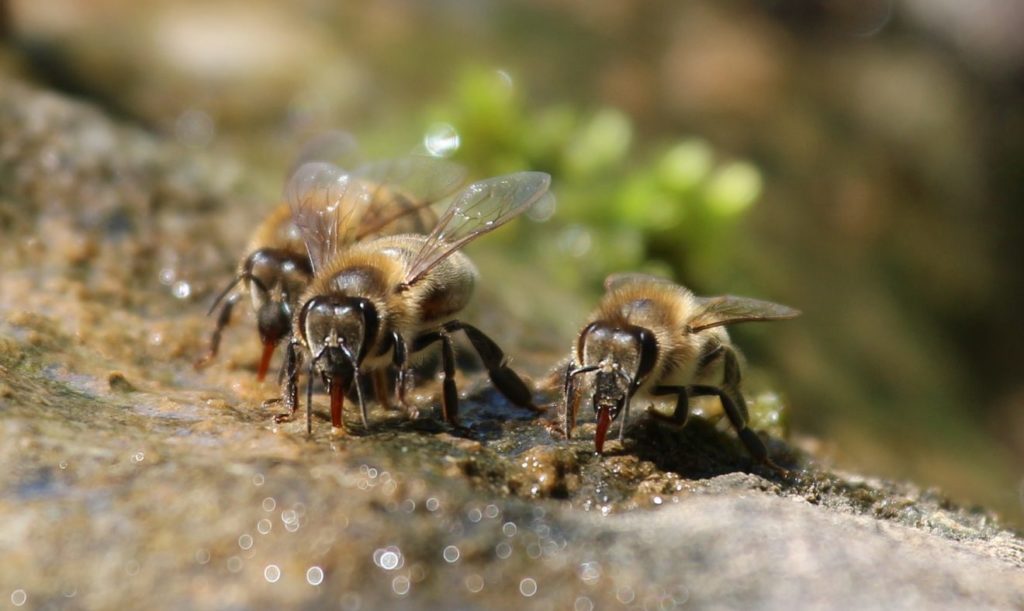 Gebt den Bienen Wasser