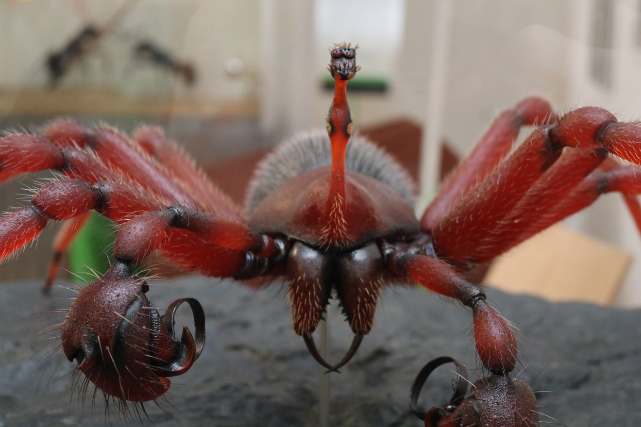 Insekten - kleine Tiere ganz groß Sonderausstellung im Infozentrum Kaltenbronn