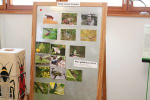 Insekten - kleine Tiere ganz groß Sonderausstellung im Infozentrum Kaltenbronn