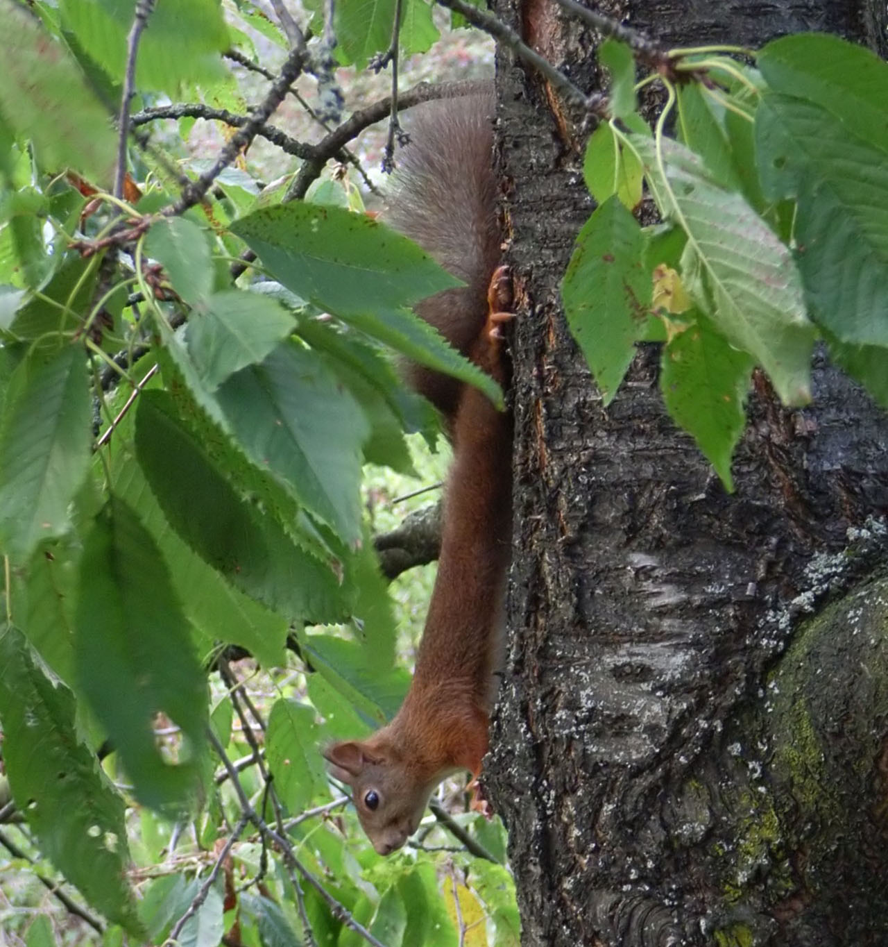 Tiersteckbrief Eichhörnchen