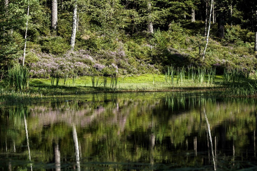 Fotowettbewerb "Welt des Wassers" im Naturpark Schwarzwald Mitte/Nord - Seen