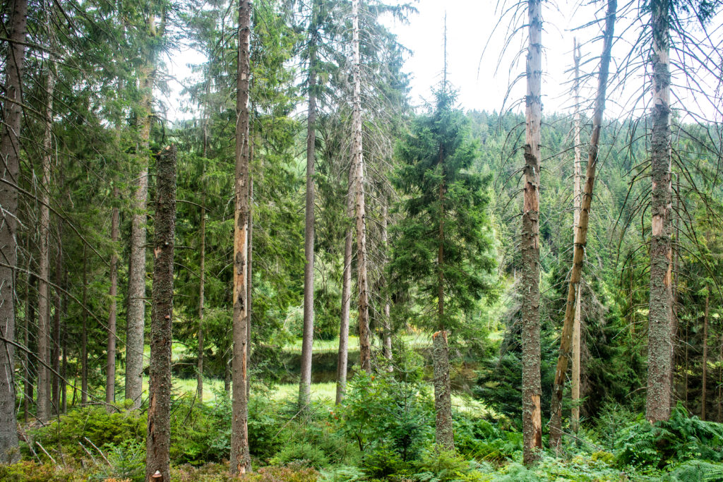 Karseen im Schwarzwald - Buhlbachsee