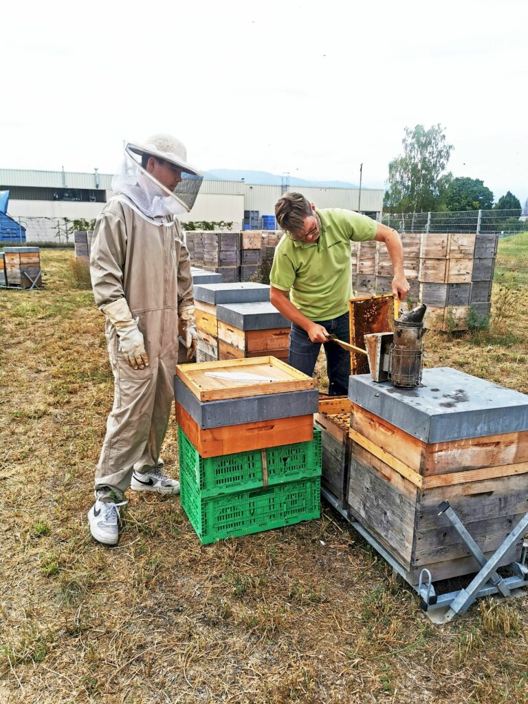 Cum Natura Honigernte Bienen