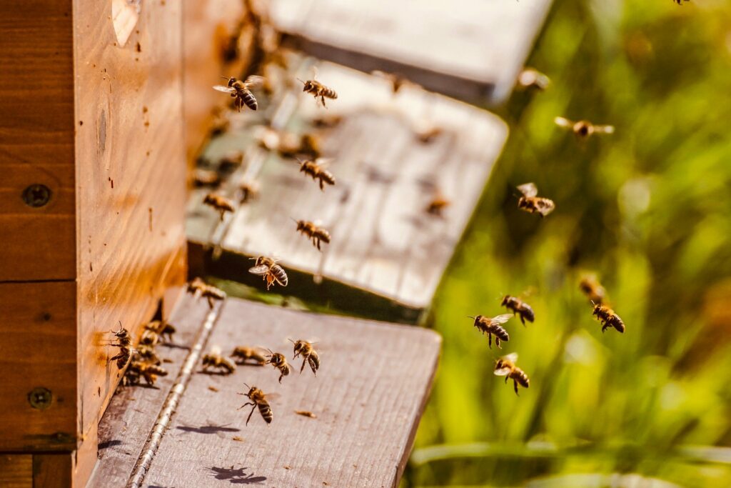 Cum Natura Honigernte Bienen