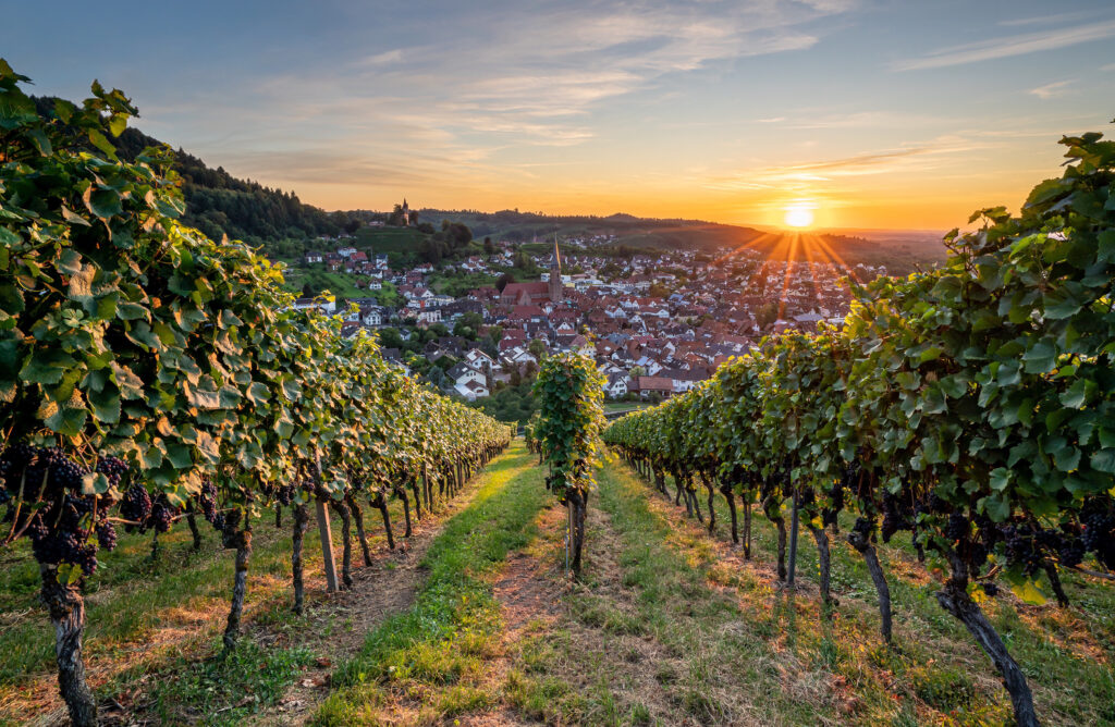 Weinparadies Ortenau - Ortenauer Weinpfad - Kappelrodeck
