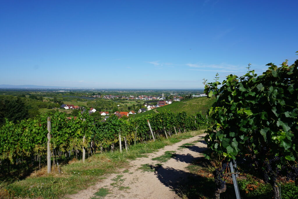 Weinparadies Ortenau - Ortenauer Weinpfad - Oberkirch