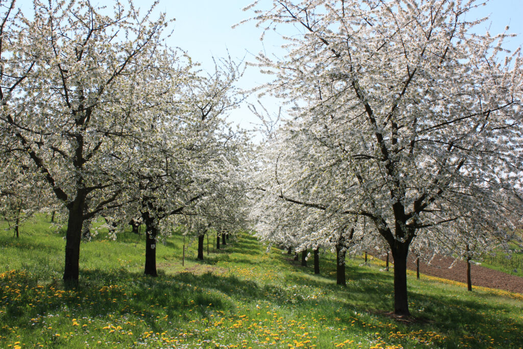 Weinparadies Ortenau - Ortenauer Weinpfad - Obstbäume Appenweier