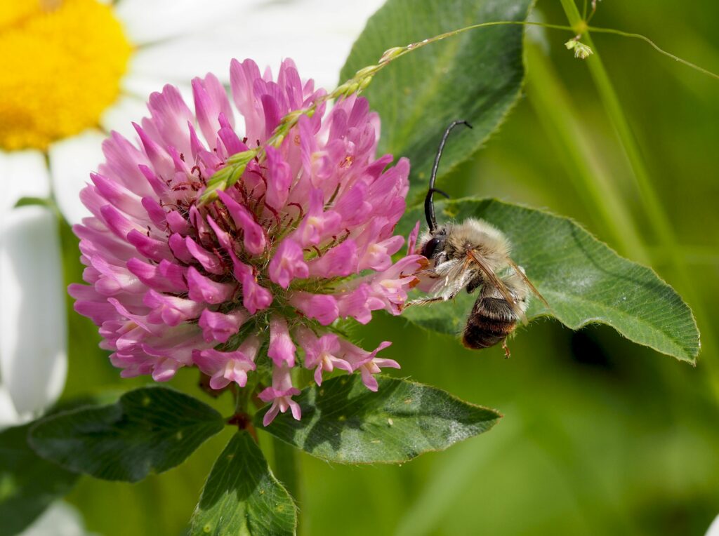 Wildbiene des Jahres 2021: die Mai-Langhornbiene
