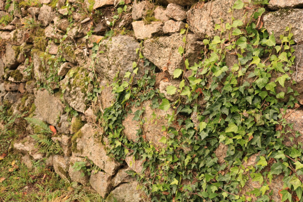 Herzenssache Natur - Trockenmauerpflege am Engelsberg in Bühlertal