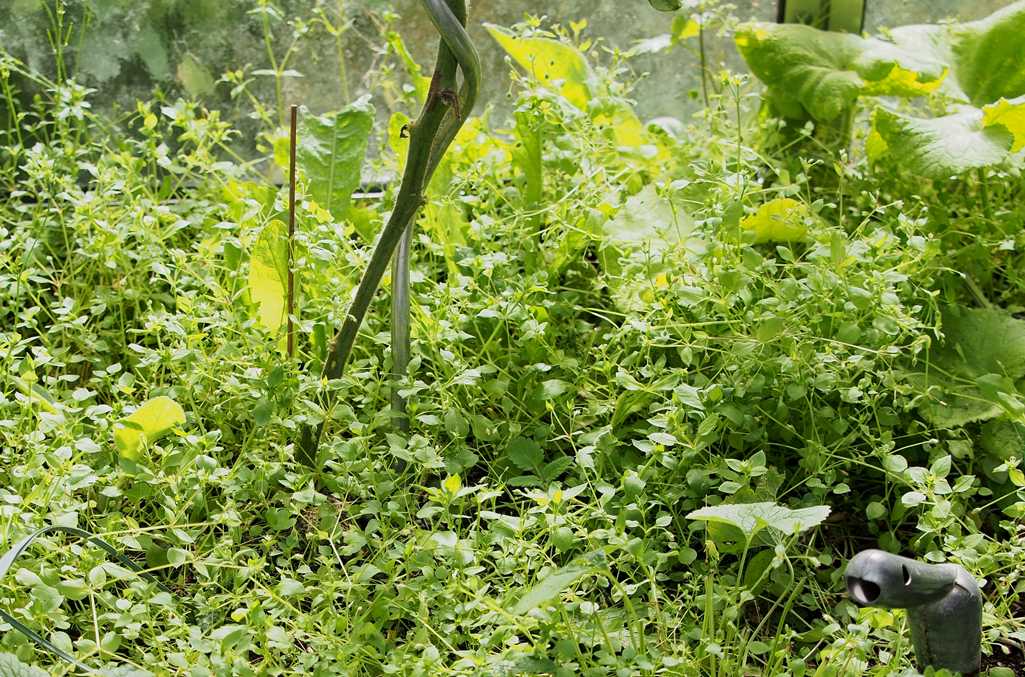 Vogelmiere sattgrüne eiförmige Blätter