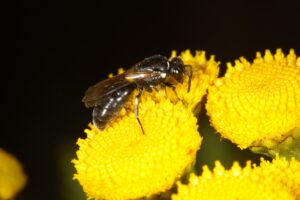 Wildbiene des Jahres 2022 - die Rainfarn-Maskenbiene