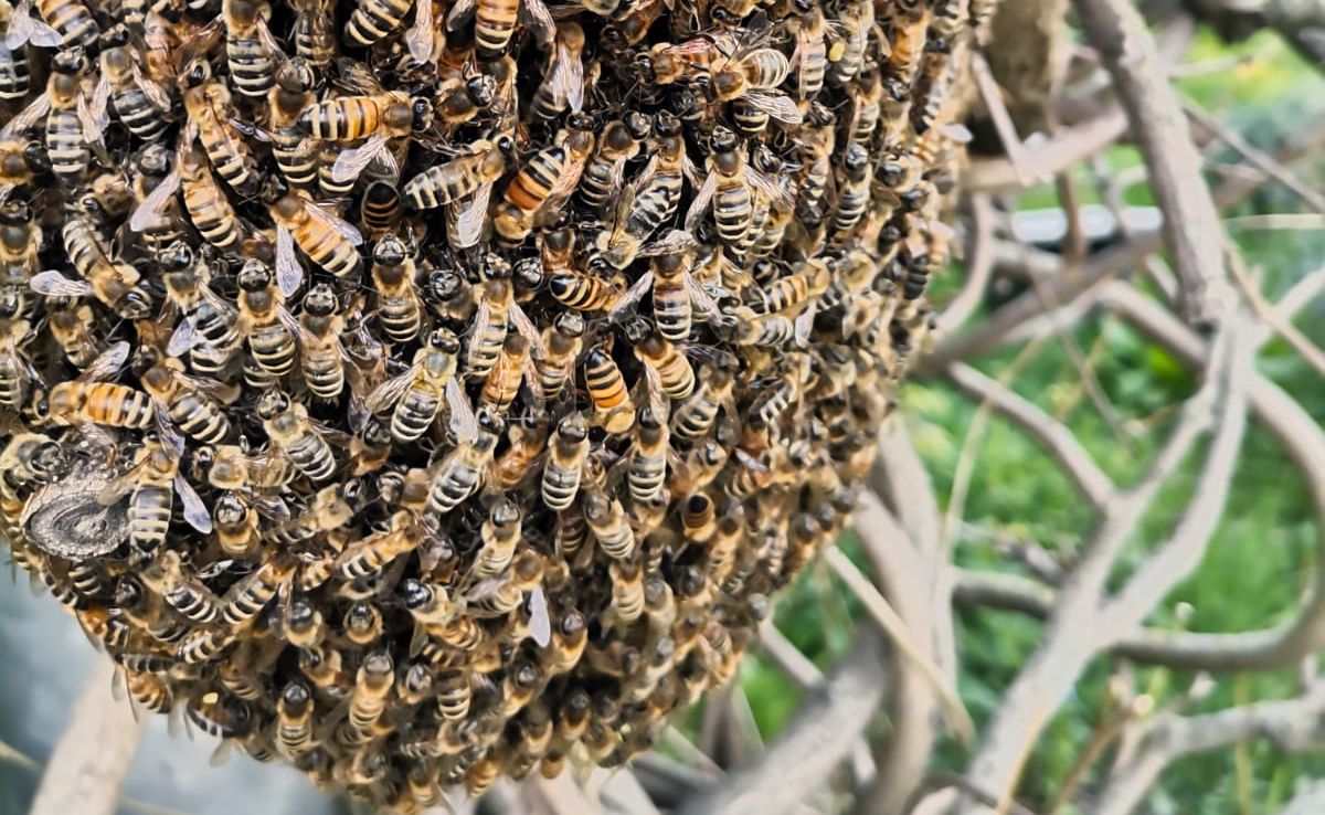 Bienenschwarm - auf der Suche nach einem neuen Zuhause - Cum Natura