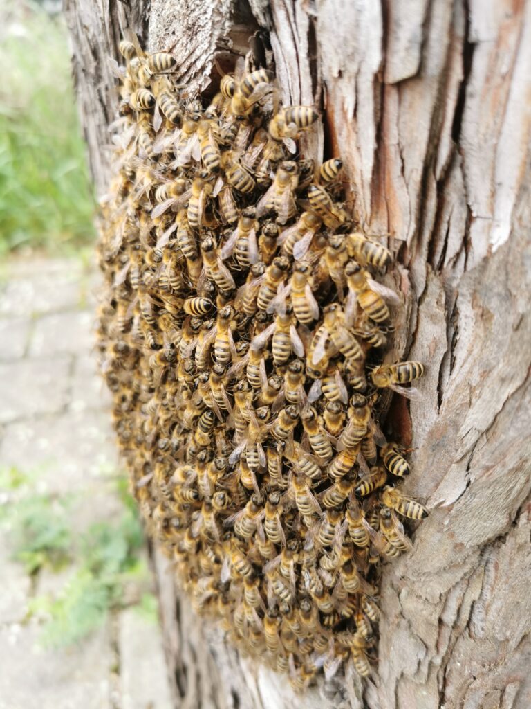 Bienenschwarm Naturpark Schwarzwald Mitte/Nord