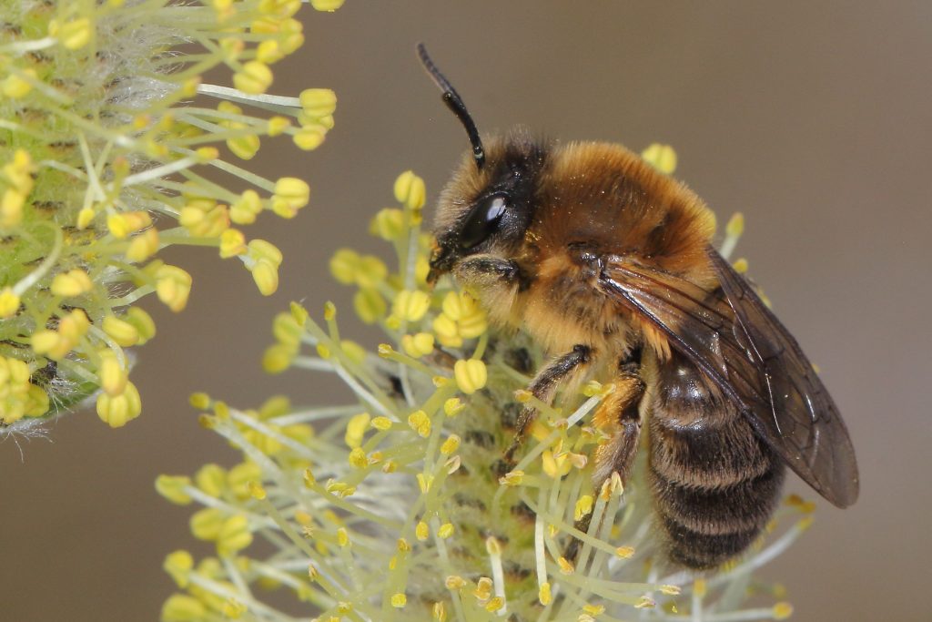 Wildbiene des Jahres 2023 - die Frühlings-Seidenbiene.