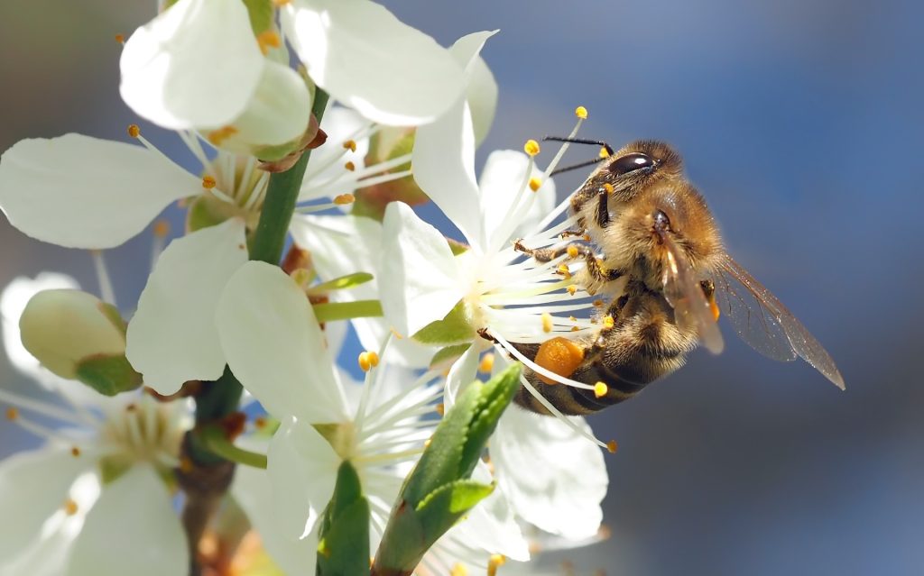 Cum Natura - Bienen in der Kirschblüte