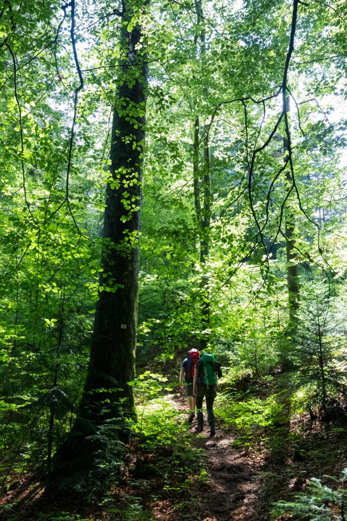 Trekking Schwarzwald - Foto: Sebastian Schröder-Esch/Naturpark Südschwarzwald
