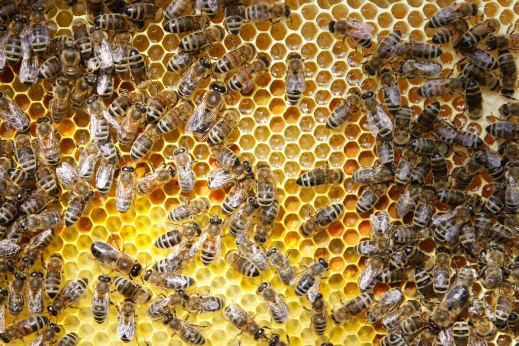 Cum Natura: Das Leben einer Honigbiene