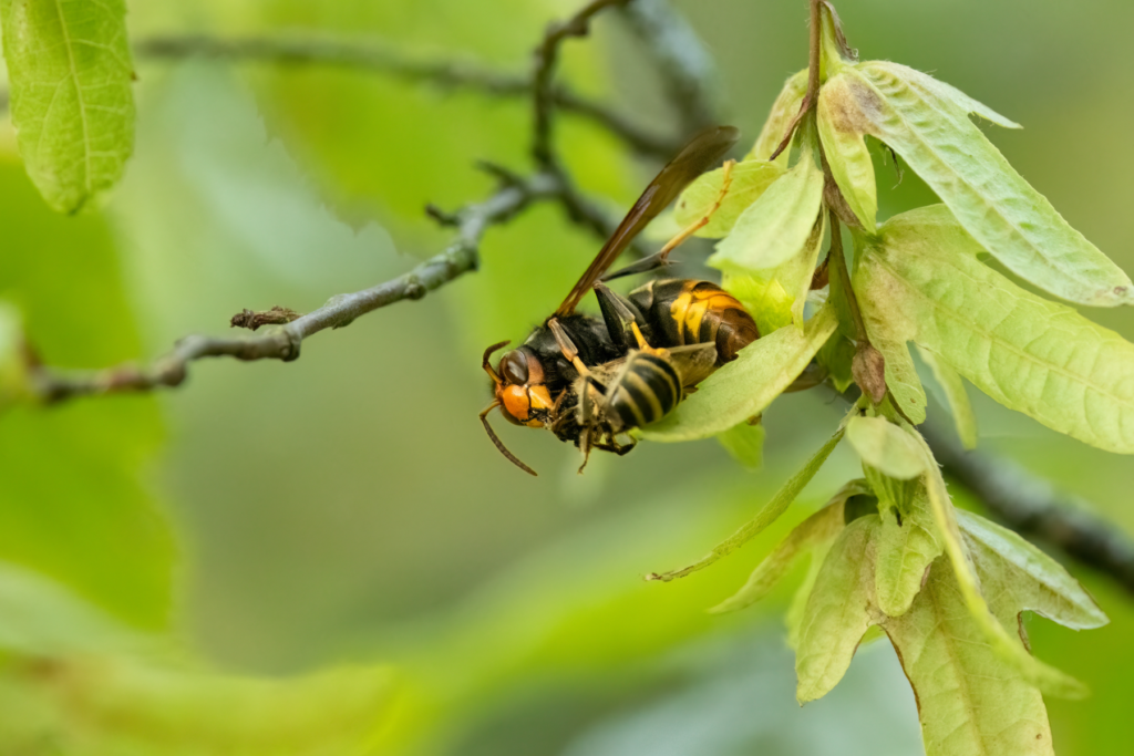 Honigbiene als Beute der asiatischen Hornisse 