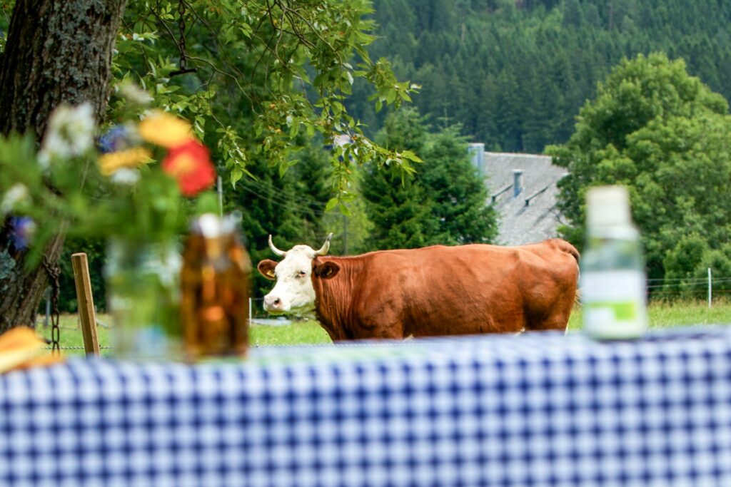 Im Hintergrund eines gedeckten Tisches steht eine Kuh auf der Weide.