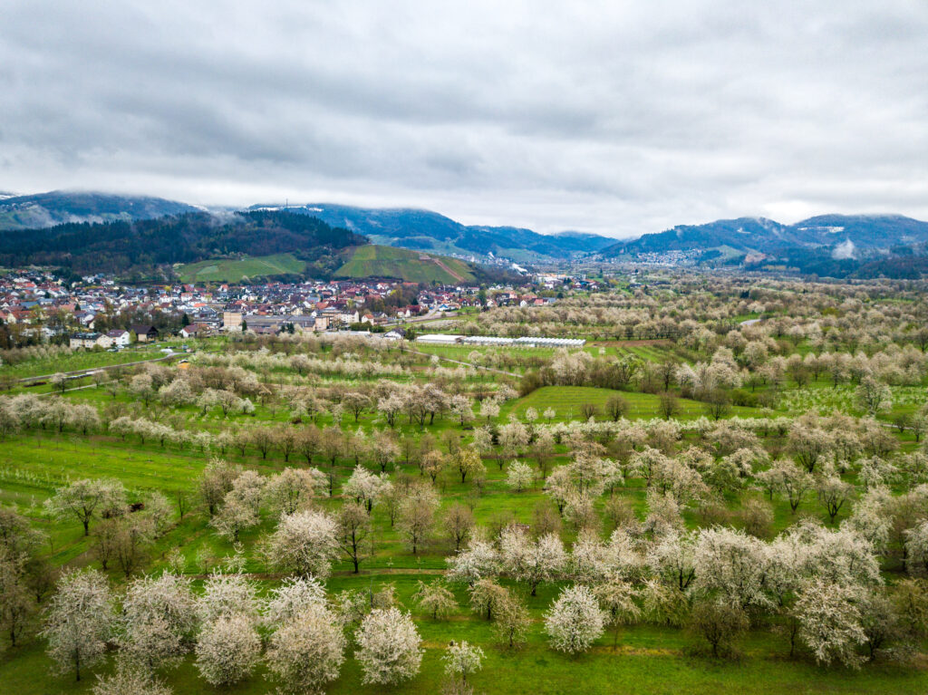 Kirschblüte Ortenau