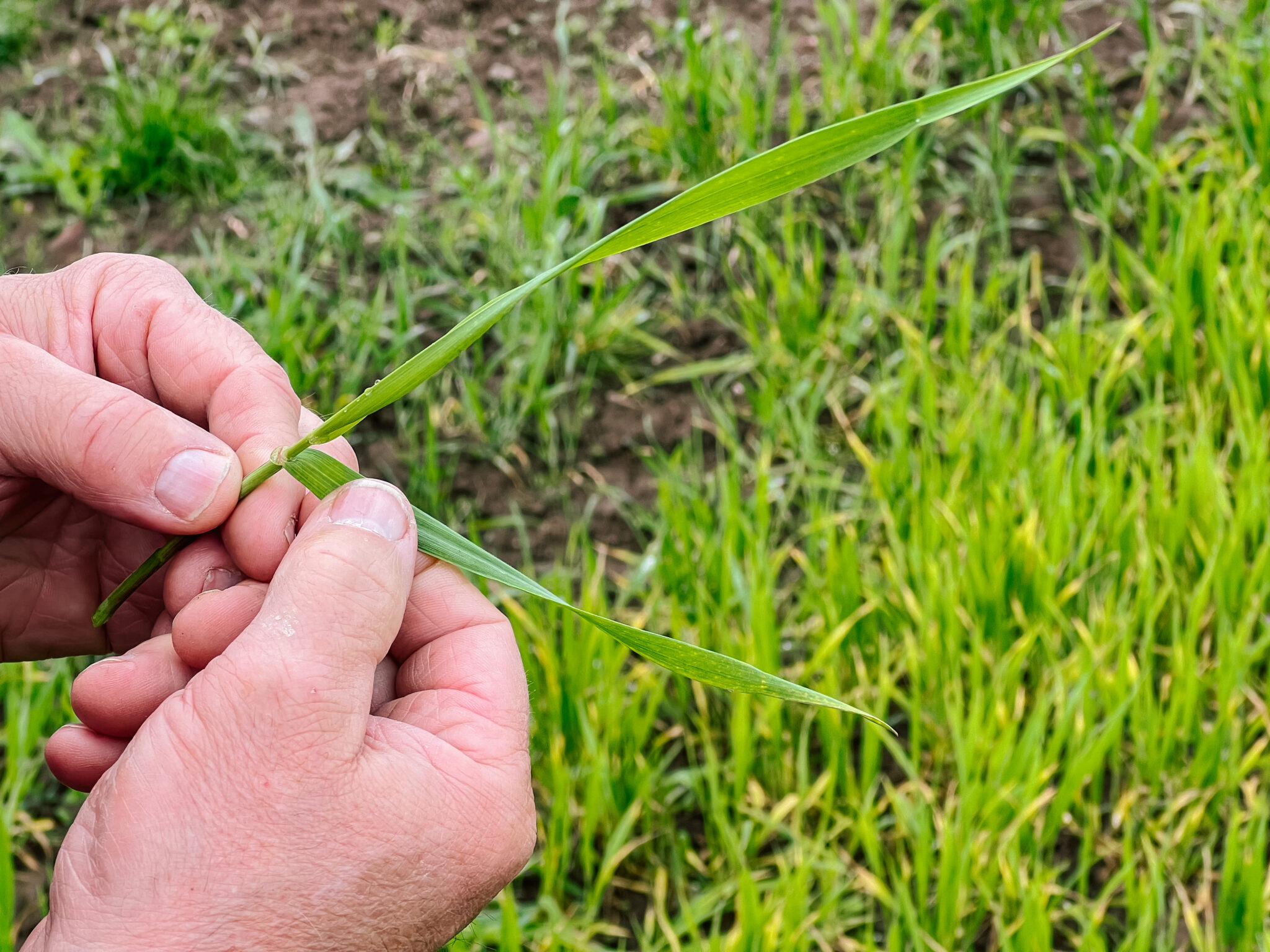 Biolandhof Reiser - Vom Korn zum Brot &amp; Hefezopf