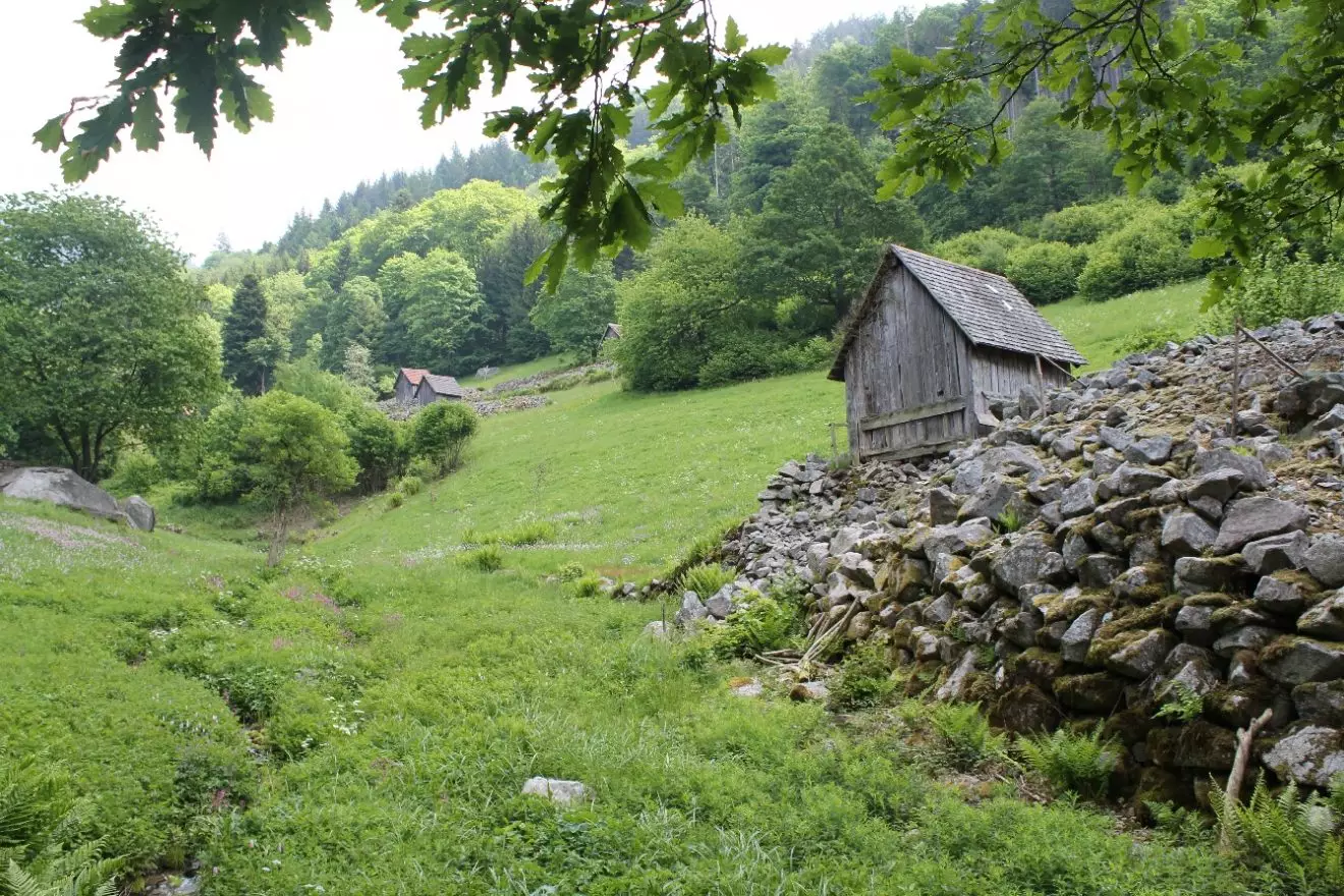 Das Murgtal ist bestückt mit vielen kleinen Holzhüttchen. Diese Heuhüttentäler findet man im gesamten Schwarzwald nur im Murgtal zwischen Gernsbach-Reichental und Forbach. Was es mit diesen murgtaltypischen Heuhüttentäler auf sich? Vor 250 bis 300 Jahren benötigten die Einwohner im Murgtal mehr Raum für ihre Landwirtschaft. Das Tal zwischen Gernsbach und Forbach war eng und bot keine Weidefläche für das Vieh. Entlang der Bachläufe die zur Murg hinflossen rodeten die Bewohner der Dörfer den Wald und legten Wiesengrundstücke an. Sie trugen die vielen Steine des kargen Waldbodens zu “Leseriegeln” zusammen oder sie bauten damit terrassenförmig angelegte Trockenmauern. Die Wiesen wurden als Heuwiesen genutzt, sogenannte “Magerwiesen”. Darauf gediehen vor allem viele Wildblumen und viele Kräuter. Ein ausgeklügeltes Bewässerungssystem durchzog in Form kleiner Bachläufe die Täler. Einwanderer aus Tirol brachten die Bauweise der kleinen hölzernen Heuhütten mit in das Murgtal. In ihnen wurde das duftende Heu gelagert und vor dem Winter wieder ins Tal gebracht. Die Täler erstreckten sich oftmals kilometerweit bis zu den Bergkuppen. Die Bearbeitung war äußerst mühsam. Seit vielen Jahren werden die Heuhüttentäler nicht mehr bewirtschaftet. Mit Hilfe vieler ehrenamtlicher Helfer, tatkräftiger Bürger und Wiesenbesitzer ist es jedoch gelungen, einige der schönsten Täler freizuhalten und als Wandergebiet zu nutzen. Zum Teil helfen fleißige Vierbeiner – z.B. die leichtfüßigen Ziegen, die Täler freizuhalten. Zahlreiche Naturerlebnispfade wurden angelegt. Gerade für Kinder sind die Heuhüttentäler ein einzigartiges Naturerlebnis. Die Bäche laden zum Spielen und Planschen ein, mitunter kann man auch durch die Ziegenweide laufen oder kleine Geschichten am Wegesrand erfahren.
