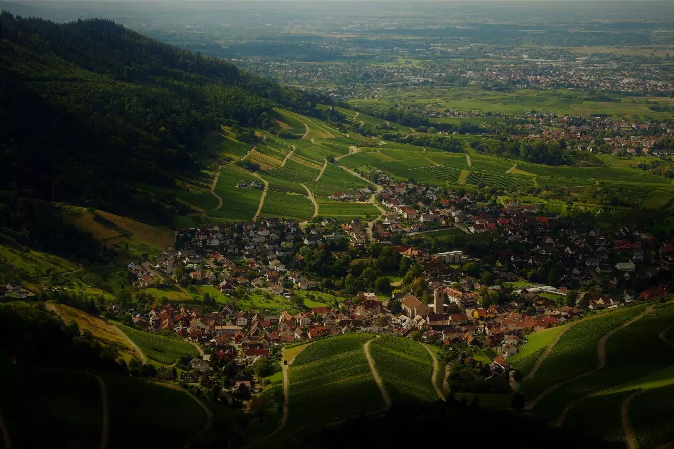 Weinanbaugebiet in Baden-Baden-Neuweier
