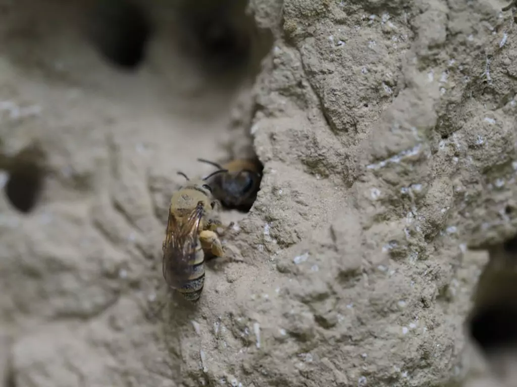 Blüher Naturpark Sandarien - Sandbienen