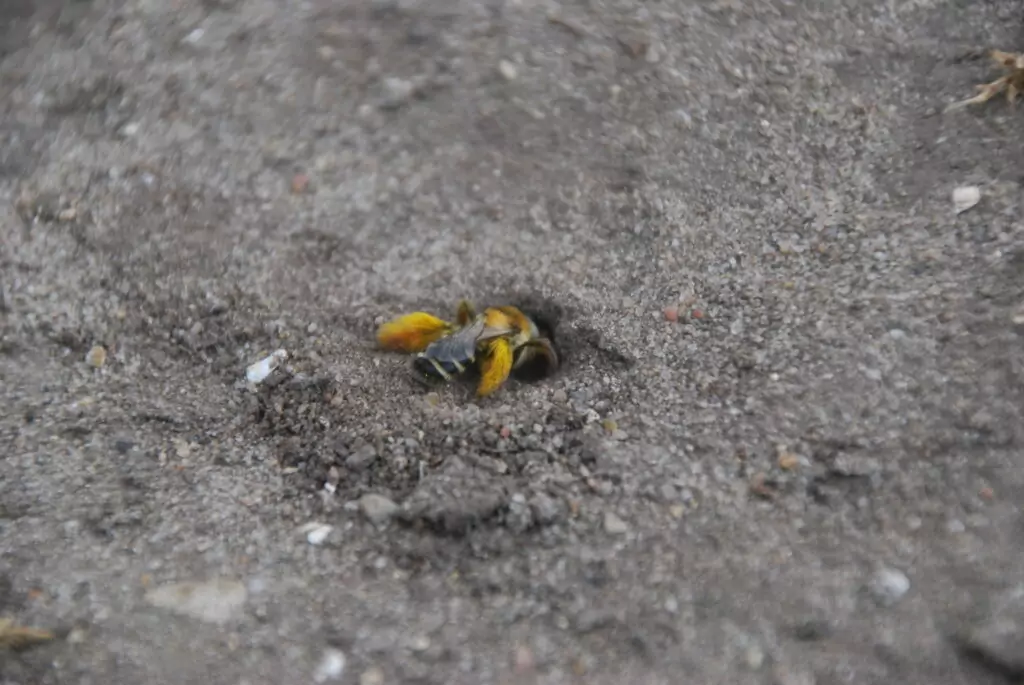 Blüher Naturpark Sandarien - Sandbienen